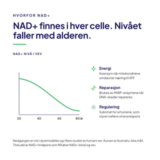 NAD+ finnes i hver celle og nivået faller med alderen. Energi, reparasjon og regulering.